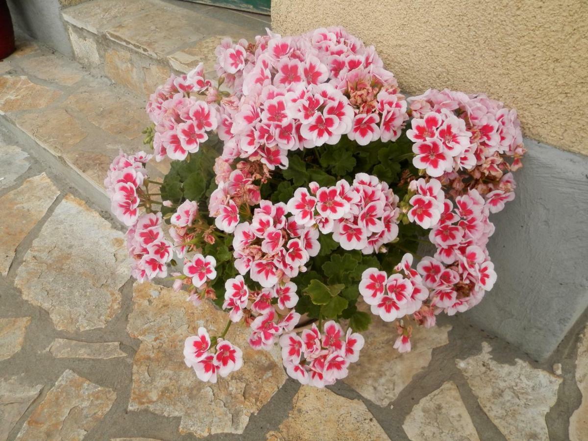 Apartment Slavica لازوفاك المظهر الخارجي الصورة